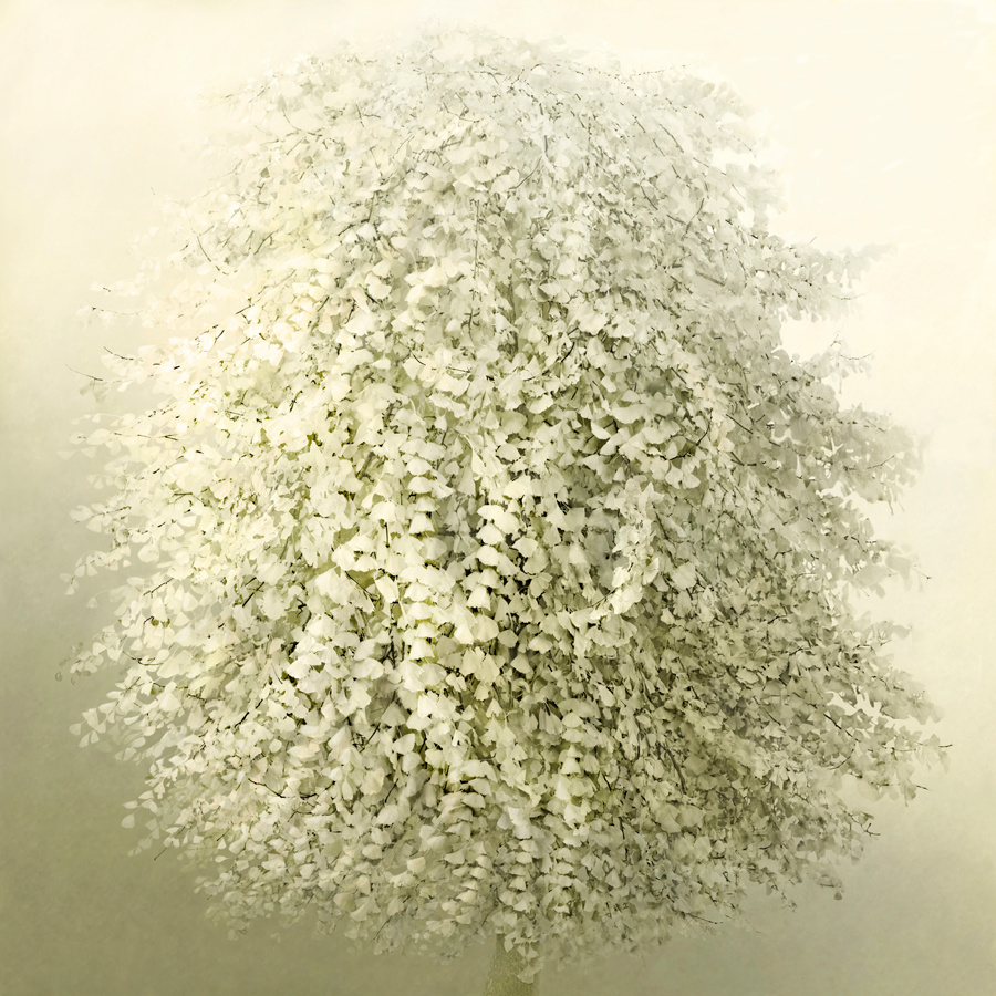 Gingko Tree 2, 2017, D-print on rag paper 39.4” x 39.4“ (100 x 100 cm). © Irene Kung